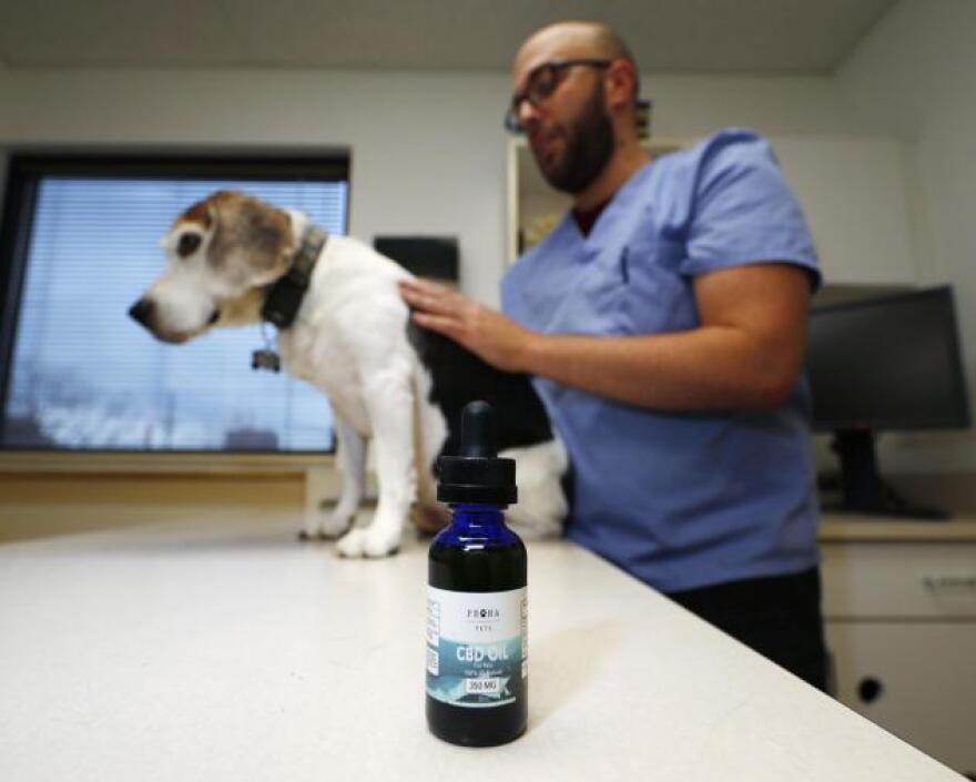 In this Monday, Oct. 30, 2017, photo, Luke Byerly administers CBD oil to his 14-year-old beagle, Robbie, during a break at Byerly's job as a technician at a veterinary clinic in east Denver. People anxious to relieve suffering in their pets are increasingly turning to oils and powders that contain CBDs, a non-psychoactive component of marijuana.