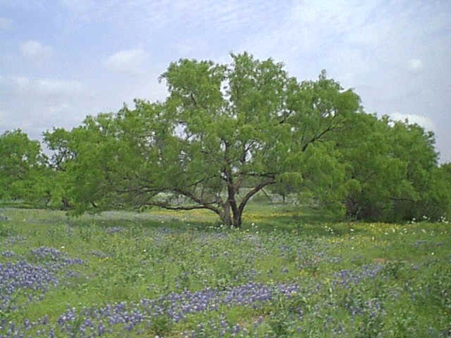 A desert mesquite tree.