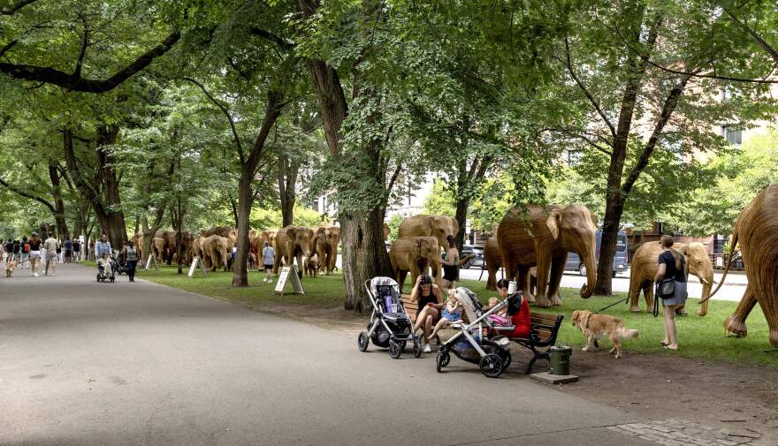 Elephant sculptures in "The Great Elephant Migration" make their way along Commonwealth Avenue Mall.