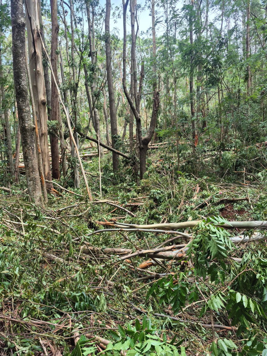 Hurricane Lala left Makawao Forest Reserve trails strewn with debris.