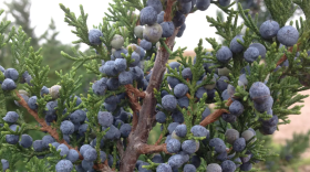 Cedar fever in North Texas hits its peak in January. The most common species of mountain cedar in North Texas is the eastern red cedar.
