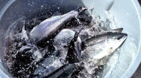 These sockeye salmon were raised at a land-based fish farm in Langley, British Columbia.