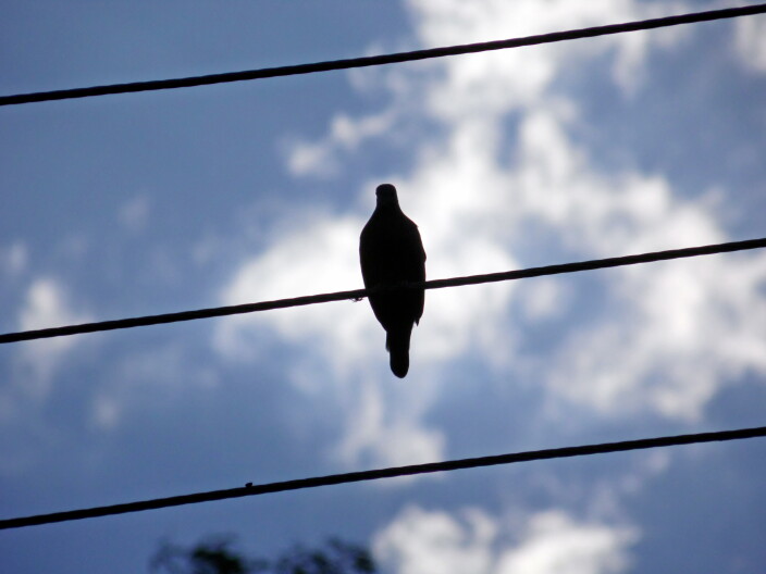 A bird sits on a power line.