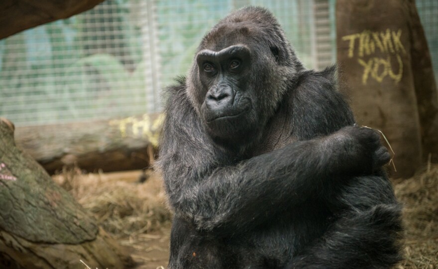 Colo was the oldest known gorilla in captivity and the first to be born in a zoo. She died at the Columbus Zoo in 2017.