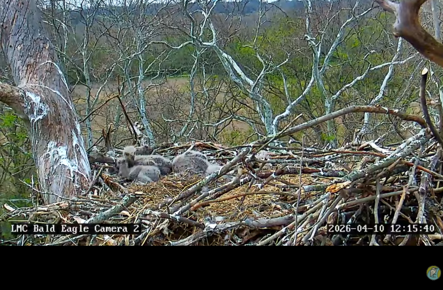 Three bald eagle chicks are in a long-standing nest along the Little Miami River in Warren County. The image is from Little Miami Conservancy's Bald Eagle Live Camera Feed on April 10, 2026.