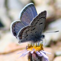 The Mount Charleston blue butterfly is a rare species found only in a few small areas high up in Nevada's Spring Mountains.