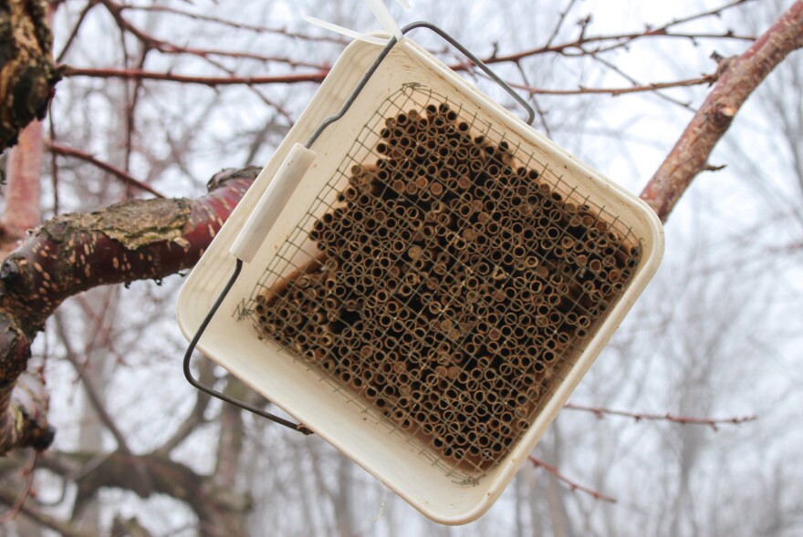 Zip tied to one of his cherry trees, the small white bucket with brown tubes are filled with horn-faced bees nesting for spring. A pie pan with water is placed underneath so that the bees have mud for their nest building. This ensures that the bees can survive the harsh climate to pollinate the cherry trees in the spring.