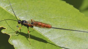 ichneumon wasps