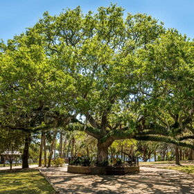 A sand live oak tree.