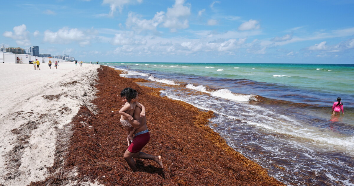 Looking back at the Florida primaries, sargassum inundates South Florida