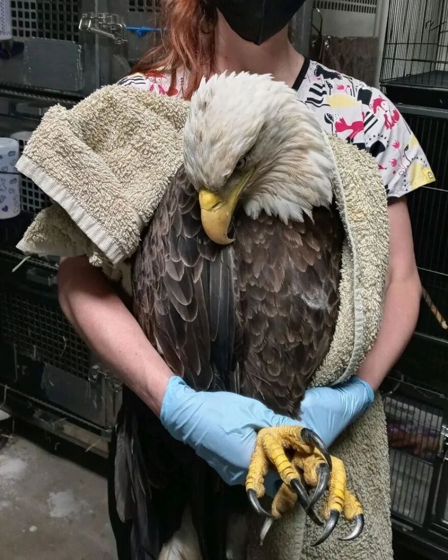 A woman holding a sick bald eagle.