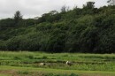 Family members working on the kalo farm located in Lumahaʻi, Kauaʻi.
