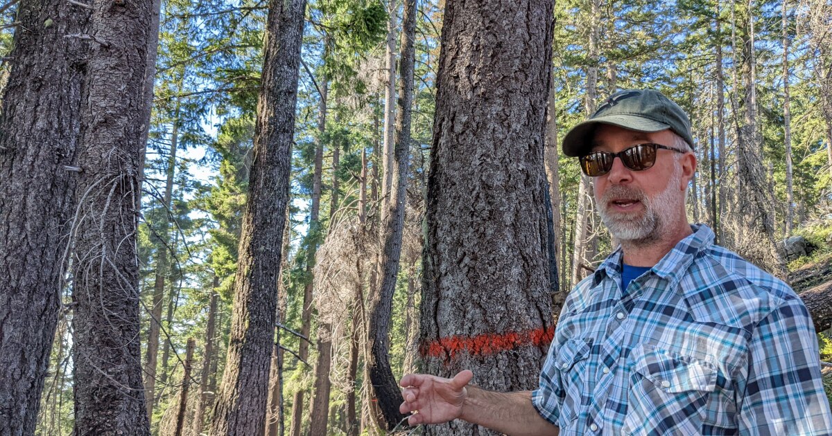 Major legal win for environmental groups in Southern Oregon will protect old-growth forests