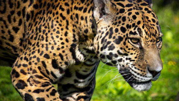 Mesker Park Zoo's jaguar Beliza