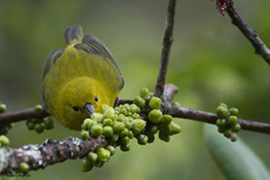 The ‘Anianiau is the smallest Hawaiian honeycreeper, these birds