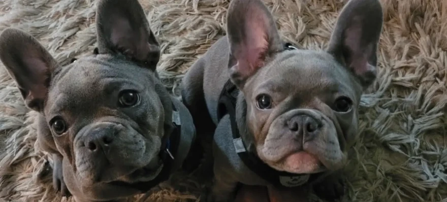 Tonya Bostick’s two healthy French bulldogs, Blu (left) and Bruno, passed away hours after she dropped them off at Doggie Queen’s Pet Palace.