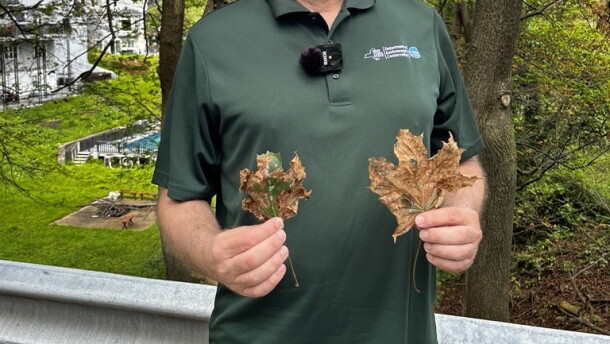 Regional DEC forester Tim Wenskus shows two Norway maple leaves infected with tar spot.
