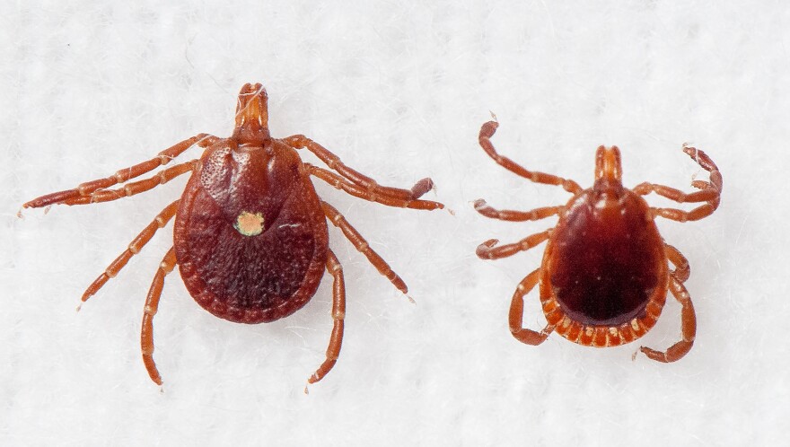An adult female lone star tick, left, and an adult male, right. Though it's the most common tick species in Missouri, nearly 40% of counties have no data on whether the lone star tick is present.