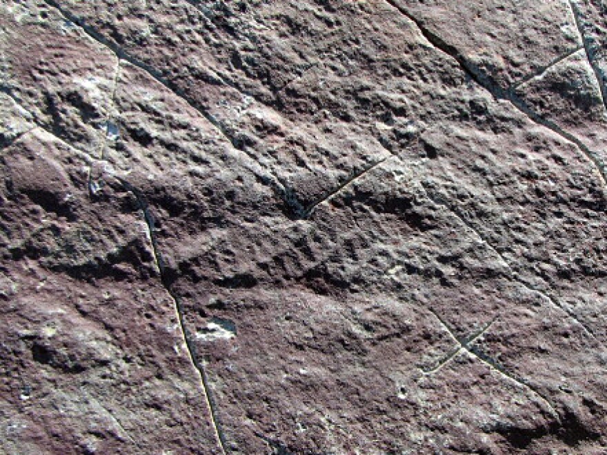 <p>Look closely. See a horizontal ridge running through the middle of the photo? That's a close-up of a fossil of the oldest and largest multicellular creature on Earth.</p>