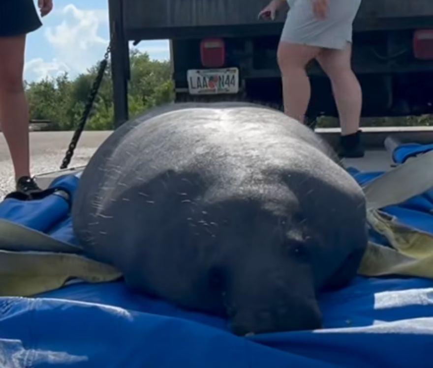 Barber the Manatee