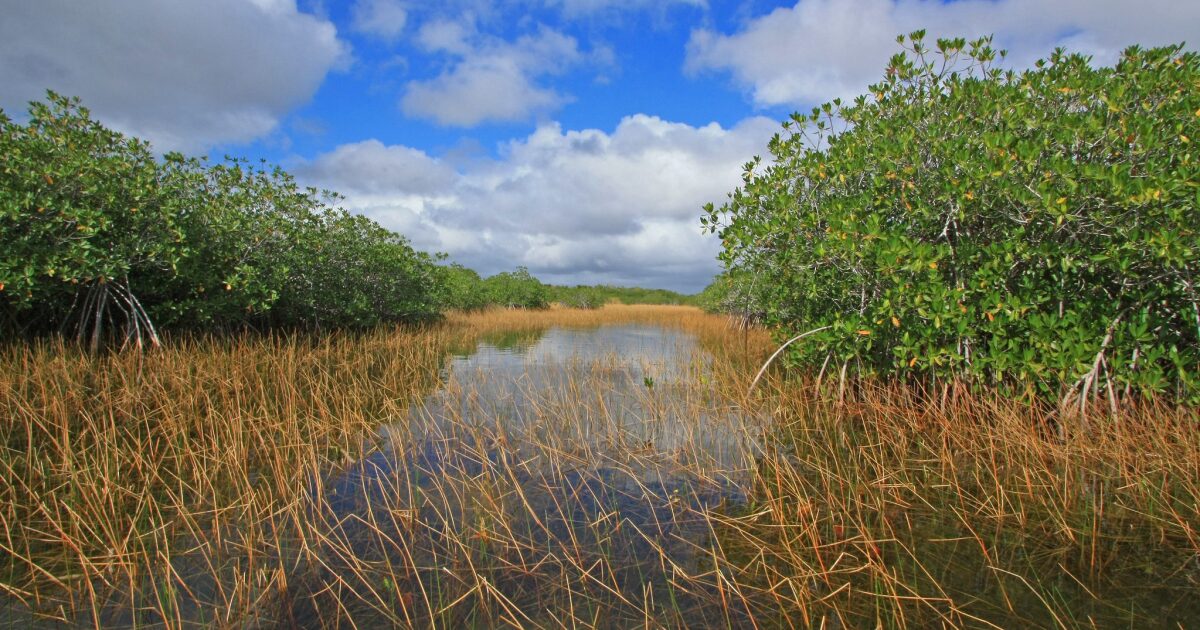 Miami-Dade resident files legal challenge to block contentious wetlands boundary move