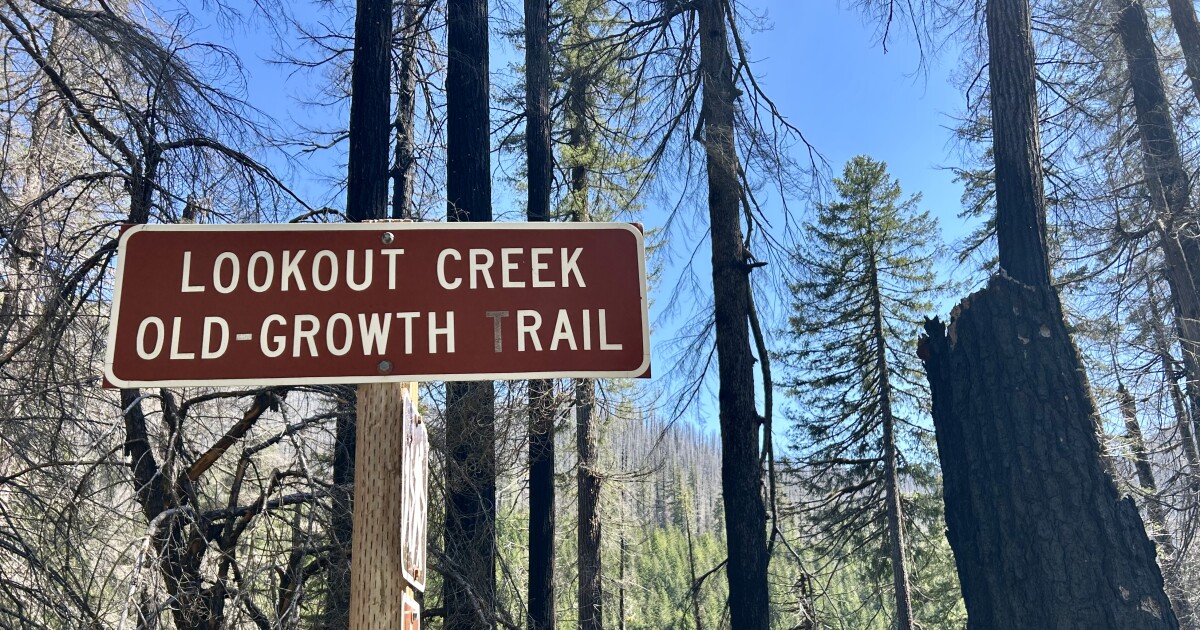 The Lookout Fire altered a forest completely, but it didn’t change the H.J. Andrews Experimental Forest’s mission