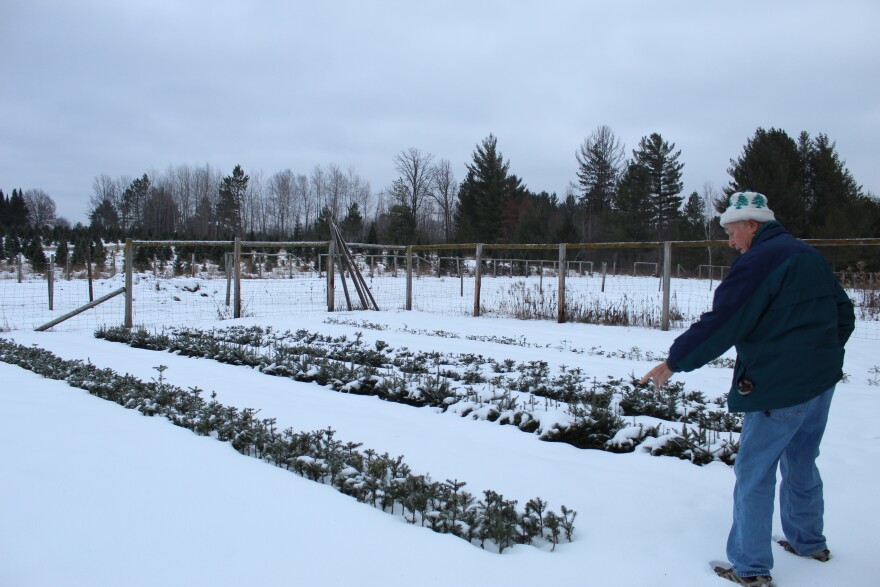 Carl Wegner points at seedlings at Wegner's Tree Farm in Blackberry on Dec. 16, 2024.