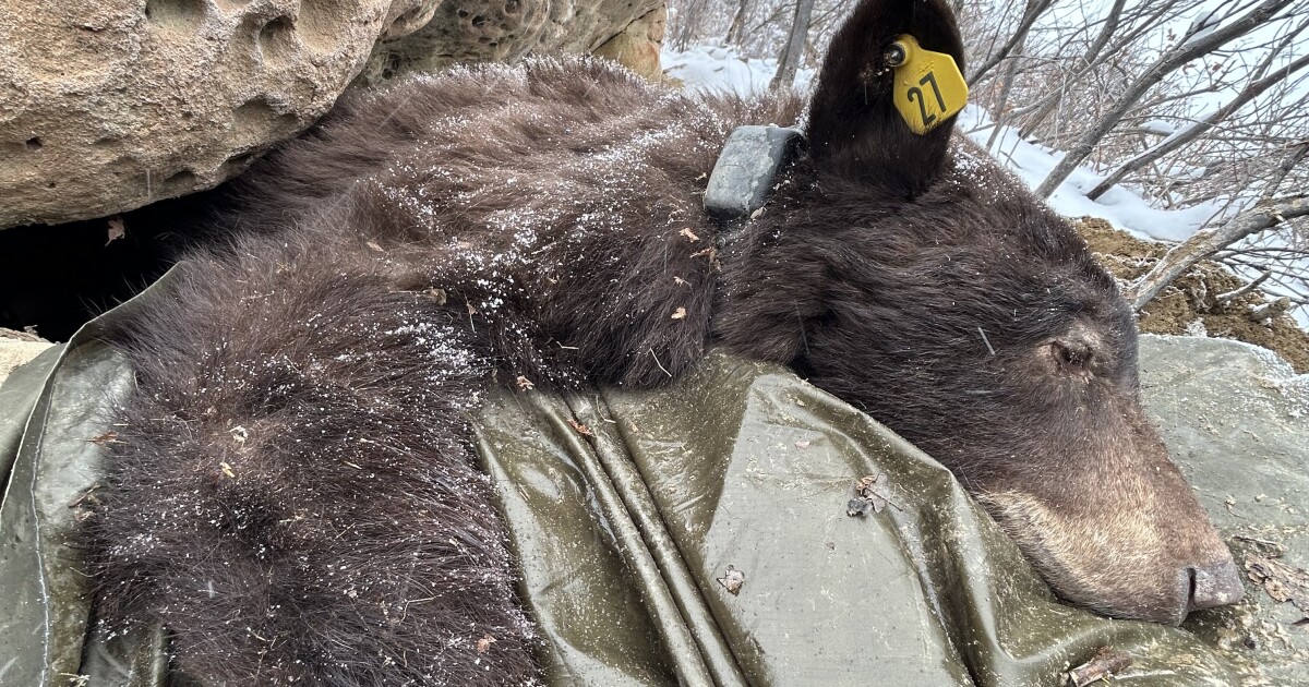 Inside the den: A winter morning with Utah’s sleeping bears