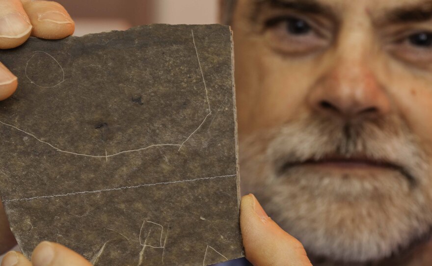 Fossil mosquitoes collected by Dale Greenwalt, a volunteer research collaborator at the Smithsonian National Museum of Natural History.The fossils were collected as part of a 5-year project to produce a research collection of fossil insects from the Kishenehn Formation.