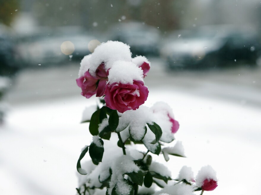 Flowers still bloom through the snow in Denver as winter's first calendar day is still more than a month away.