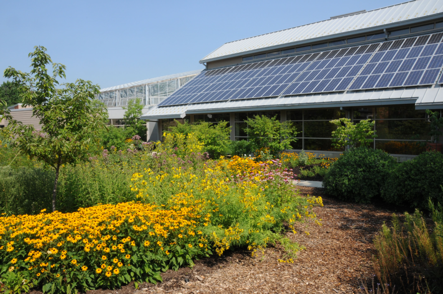 rain garden