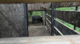 tpr-feral-pigs