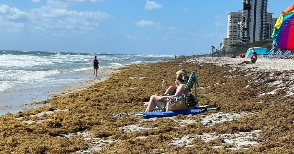 From shores to shelves: Researchers turn sargassum into a common processed food ingredient