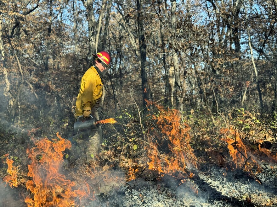 A photo shows Sheena Parsons, manager of the University of Kansas Field Station, setting fire to leaf litter. KU scientists worked with the Kansas Forest Service and the Palmyra and Ottawa firefighters to safely burn about 40 acres of the Baldwin Woods Forest Preserve.