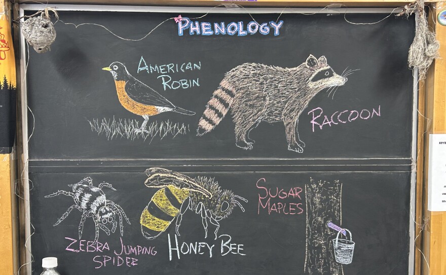 Chalk illustrations show a zebra jumping spider, honey bee, sugar maples with sap collection buckets, a raccoon, and an American Robin.