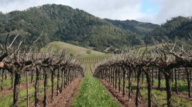 Vineyard in Windsor, California