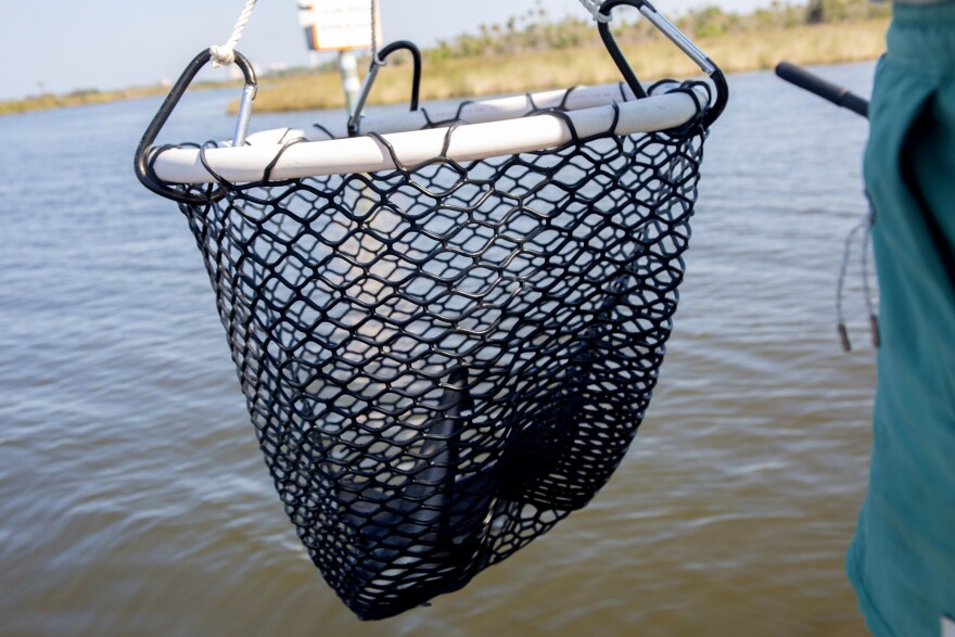 Andres holds a homemade net that she has placed the bull shark into to make its release easier on both of them.