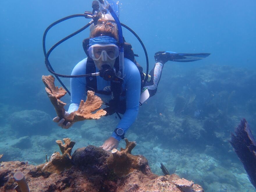 Representing only a small part of the sanctuary, restoration areas have a big impact by protecting coral nurseries and active restoration sites from damage, such as these elkhorn corals at Pickles Reef.