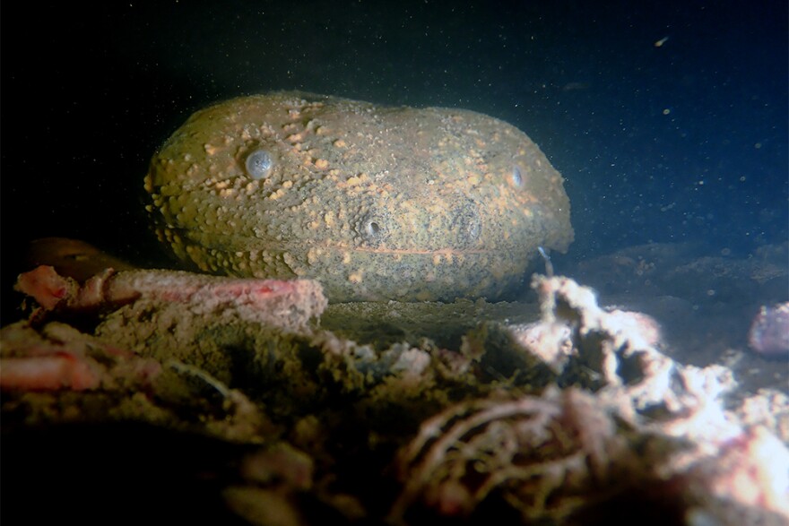 close up of a face of a hellbender