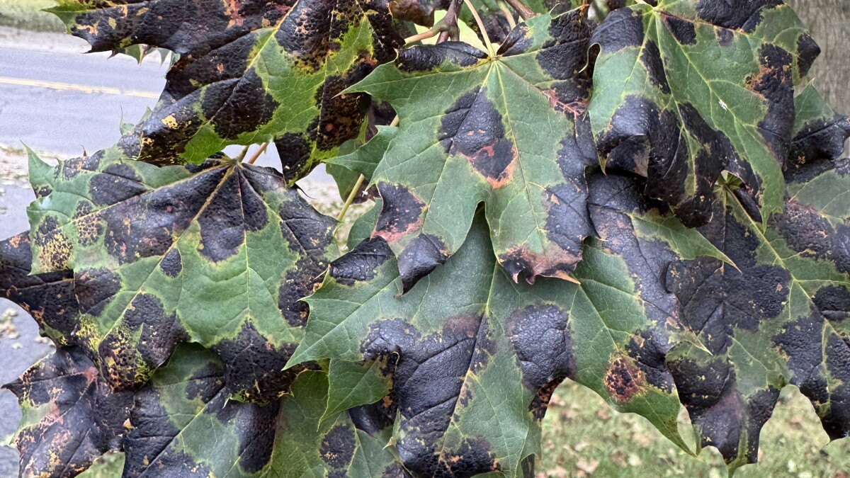 Thanks to a pair of fungal diseases, leaves are falling from Norway Maples much earlier than usual