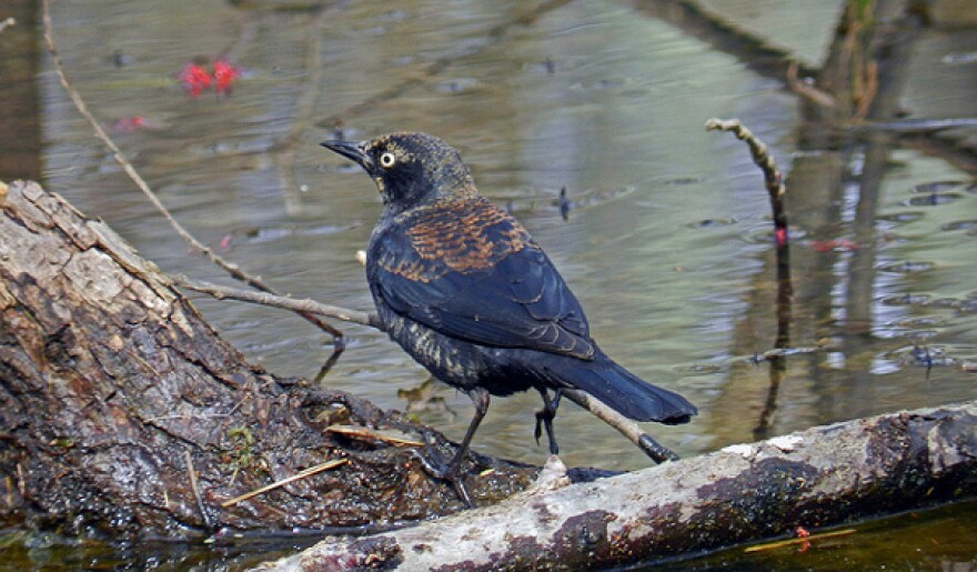 (Copyright Bonnie Ott. Taken in Maryland on March 9, 2012)