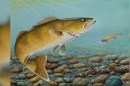 A painting of a walleye in the water looking at a fishing lure.