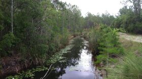 The Otter Sink Project works to reverse decades old drainage practices and canals in order to restore a more natural wetland environment.