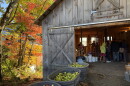 Apples outside a barn with fall foliage to left