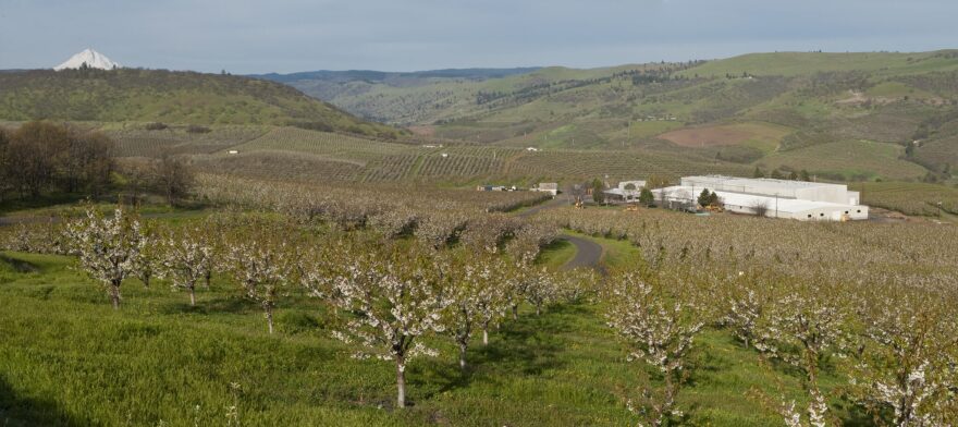 Orchard View Farms entrance with blossoming cherry & pear trees overlooking Mt. Hood from orchard in The Dalles, Columbia River Gorge, Oregon.