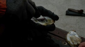 Sky Leger points to “mud blisters” — deposits of silt — inside a freshly opened oyster in Cameron, Louisiana, on Friday, January 23, 2026. Leger said the mud blisters ruin the oysters that were meant to be sold to local restaurants.