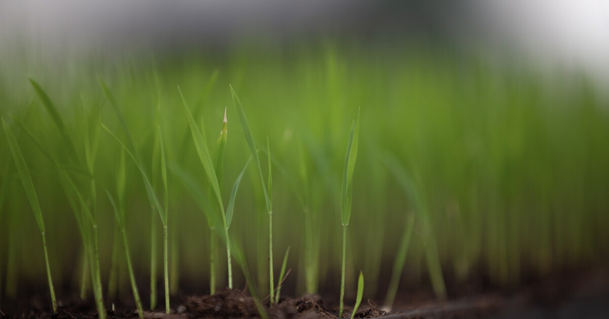 Why Mississippi Delta farmers are struggling right now