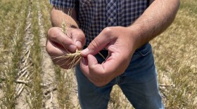 A close-up image of a man holding a small wheat stalk, as he stands in a patchy wheat field. 