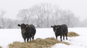 Two black cows eat from a pile of dry hay in a snow-covered field. They are both facing the camera. You can tell its snowing by the white dots spotting the entire image. Snow-covered trees are visible in the background. 