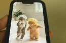 Two cats in a video, likely designed by artificial intelligence, are dancing, wearing shower caps.
